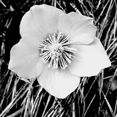 Bianco candido di Orsobubusettee