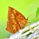 Common Butterfly Moth / Philippine Callidulid Moth