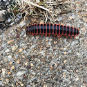 Millipede