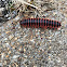 Millipede