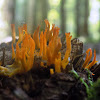 Calocera