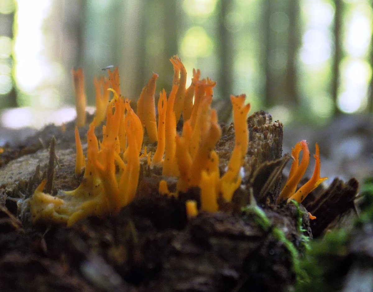 Calocera