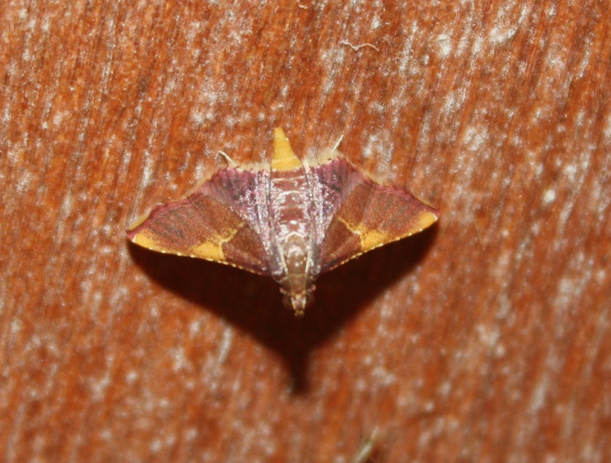 Crambid Snout Moth