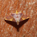 Crambid Snout Moth