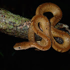 Common Mock Viper