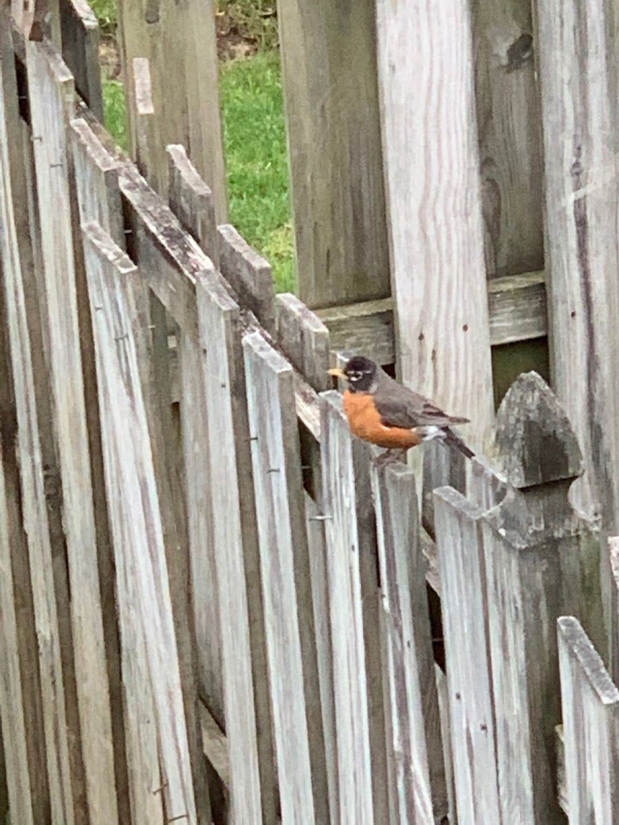 American Robin