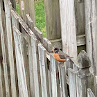 American Robin