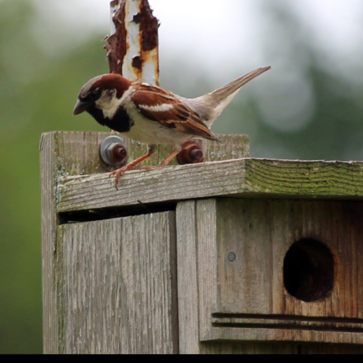 House Sparrow (Adult Male)