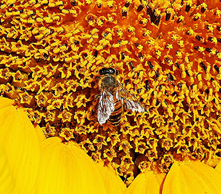 girasole di utente cancellato