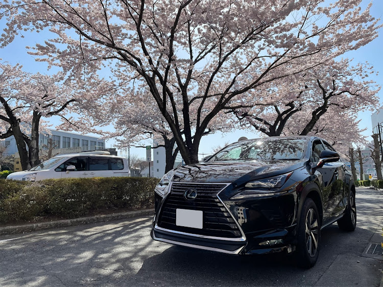 NXの桜とコラボ🌸・レクサス10系祭り・ドライブに関するカスタム事例の投稿画像2枚目