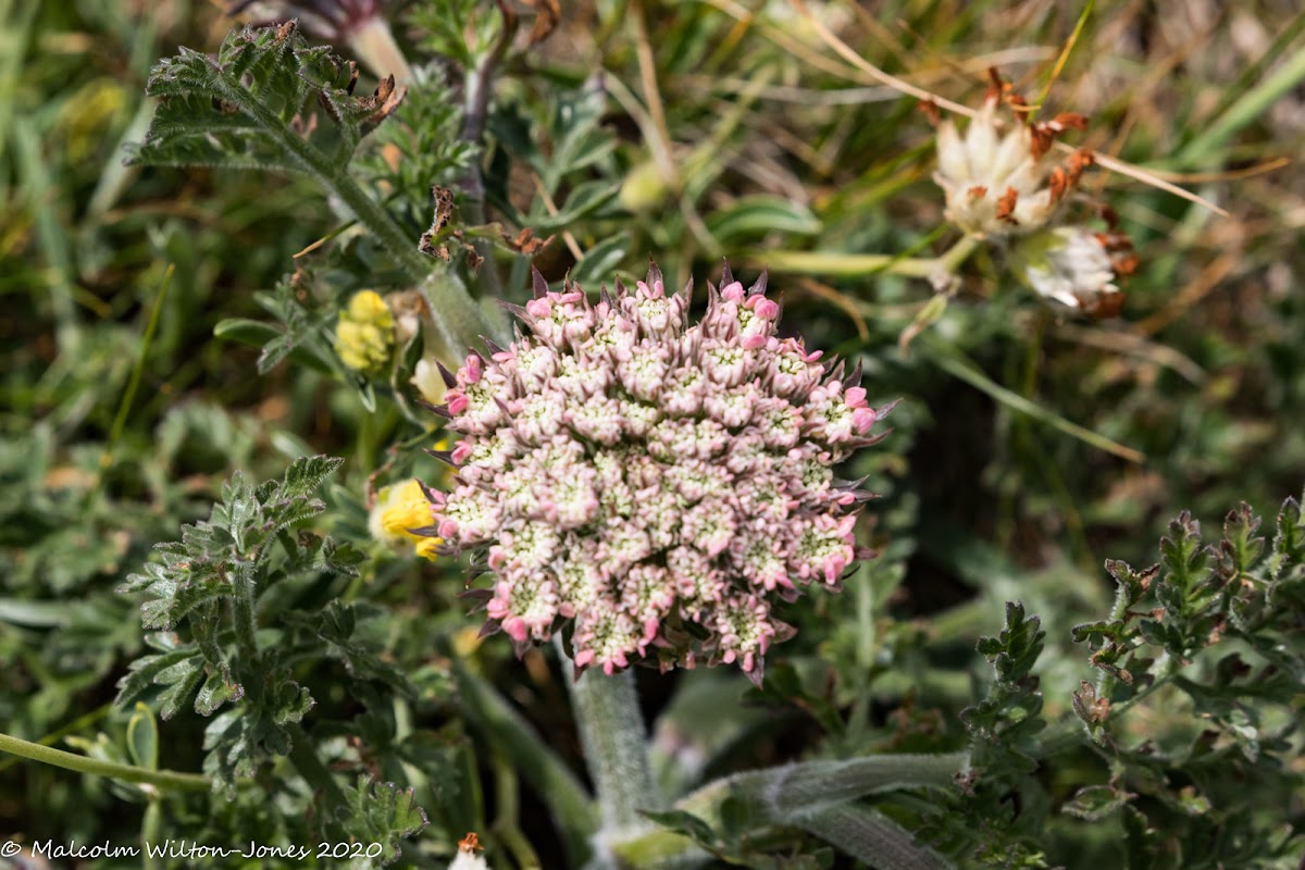 pink flowers