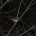 Dark-eyed Junco