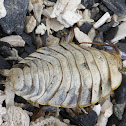 Common Rock Louse