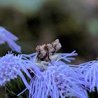 Jagged Ambush Bug