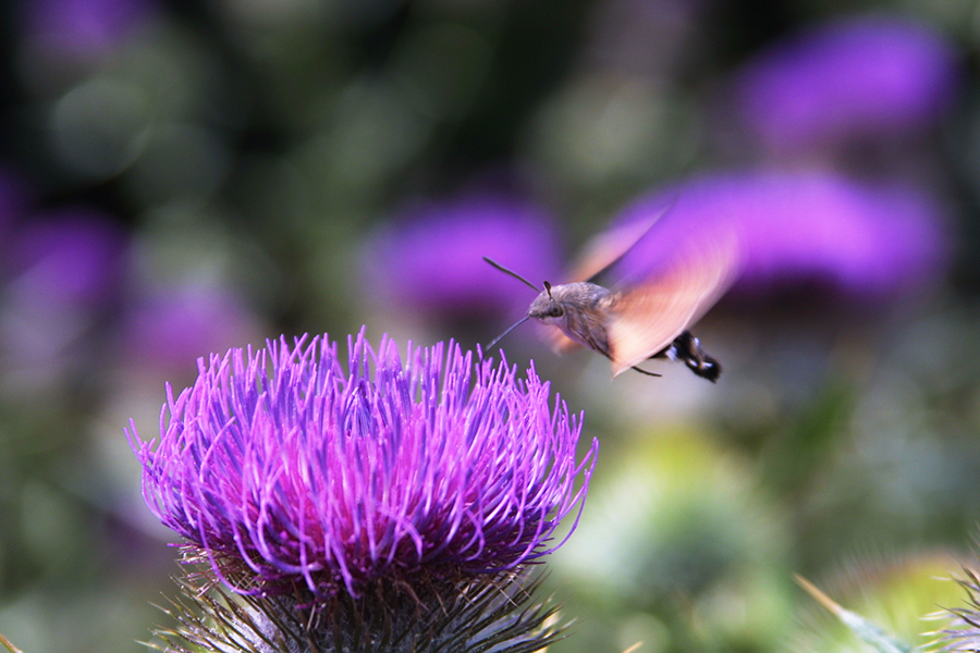 IL FALSO COLIBRI' di rafiki