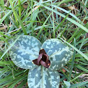 Toadshade Trillium