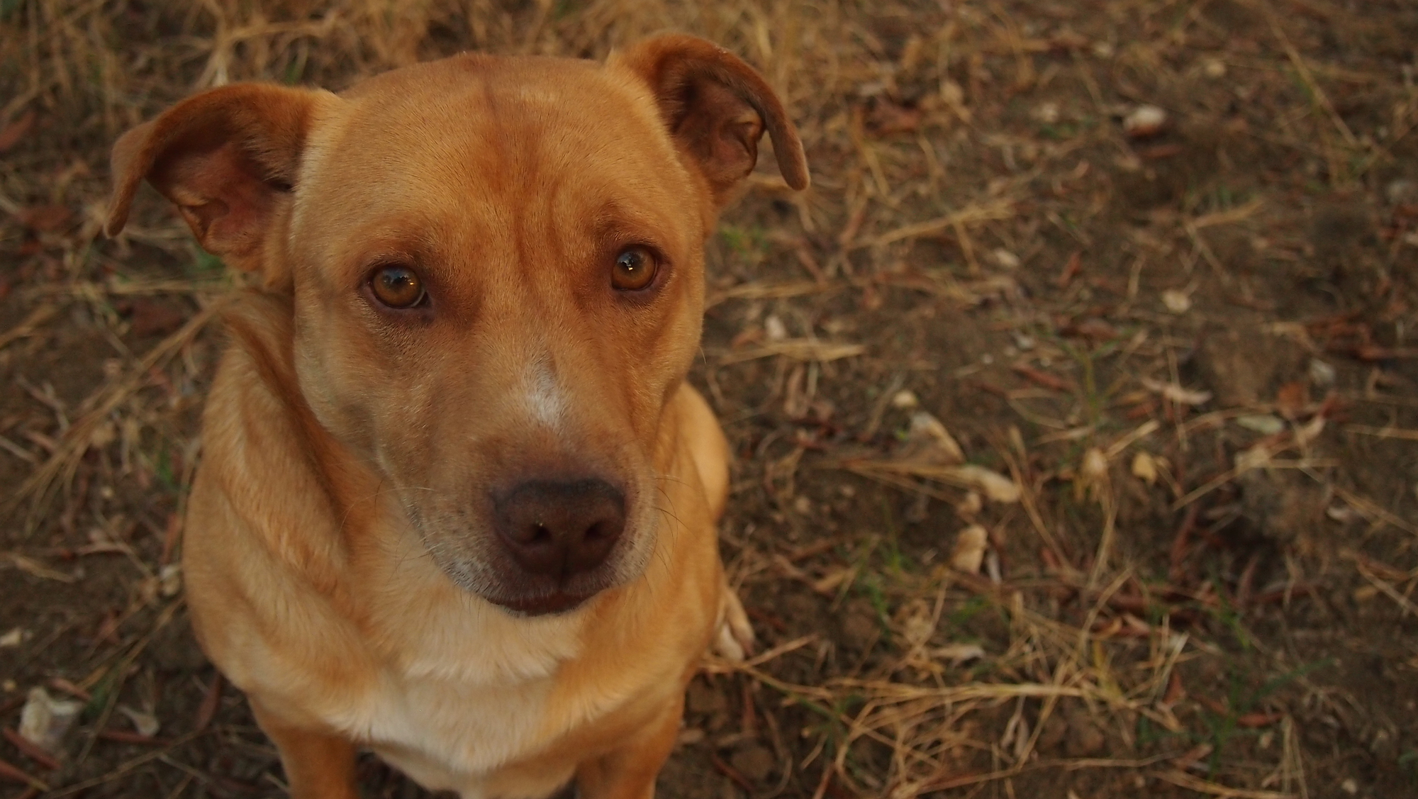 Lo sguardo di un amico! di michelecolucciello