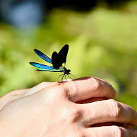 La danzatrice alata sulla dita. di 