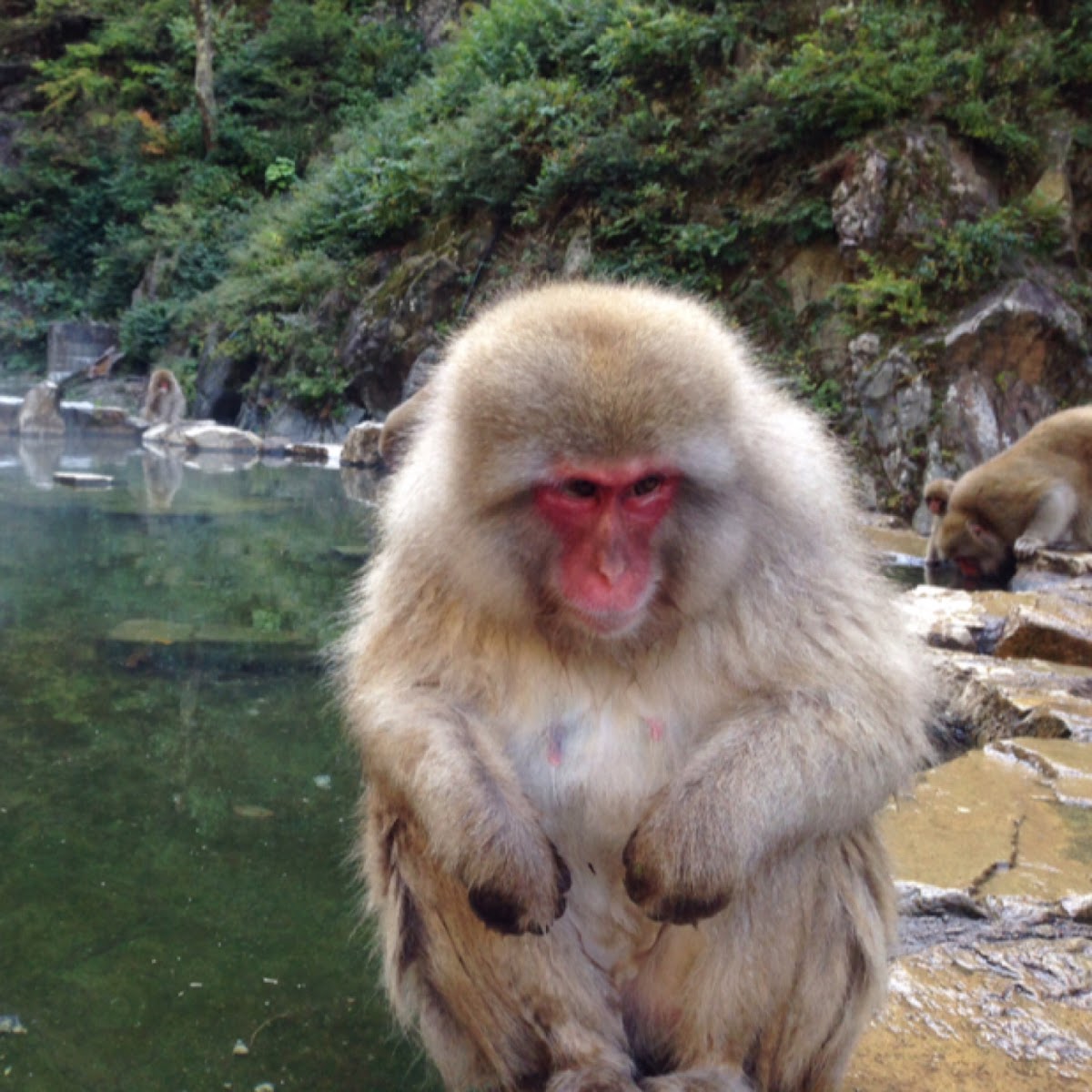 Japanese macaque