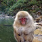 Japanese macaque