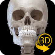 Skeletal System - 3D Anatomy