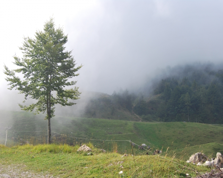 Albero tra la nebbia di Gambit