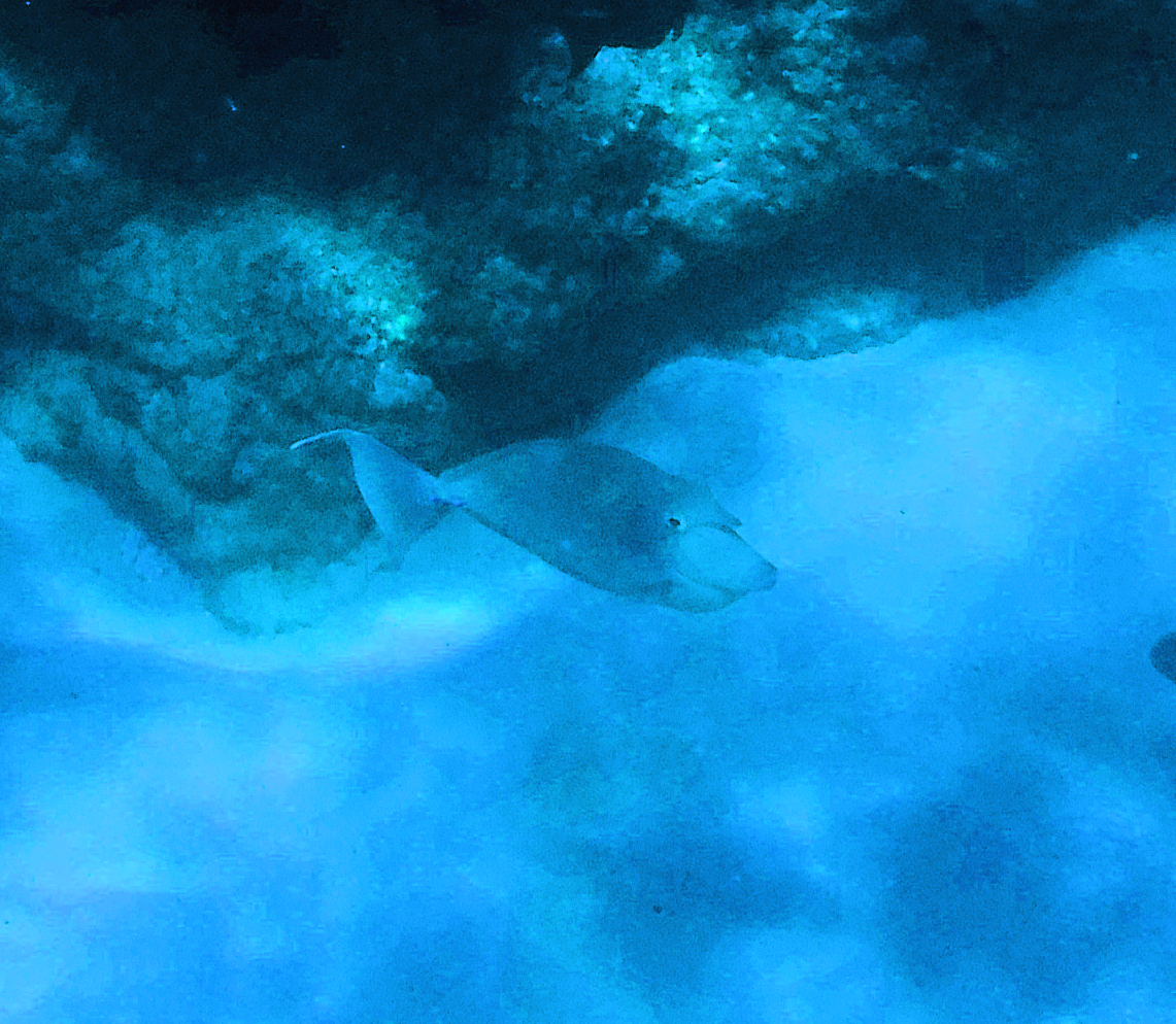 Whitemargin unicornfish