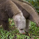 Anteater - New Tab in HD