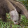 Anteater - New Tab in HD