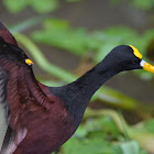 Jacana centroamericana, o Norteña