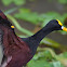 Jacana centroamericana, o Norteña