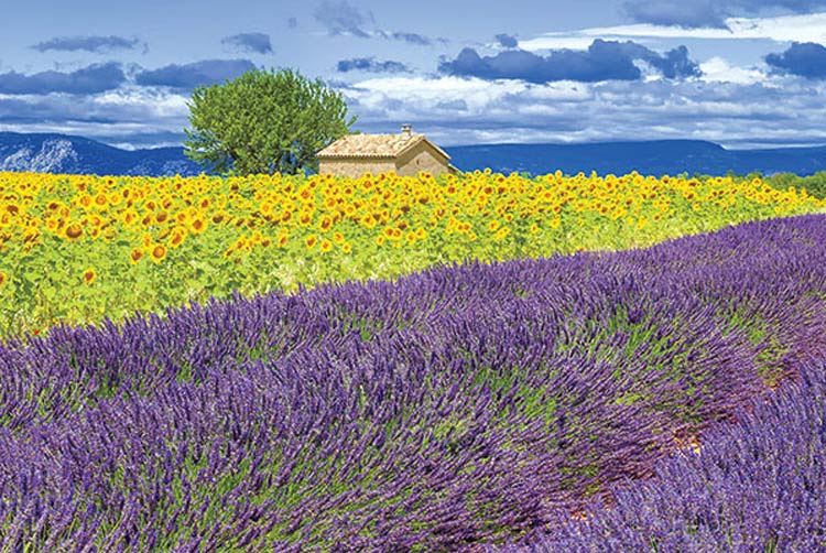 See the lavender fields of Provence on this cruise through the French countryside.