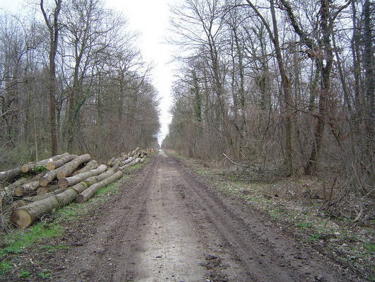 piste cyclable de la Hardt