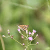 Common Grass Dart