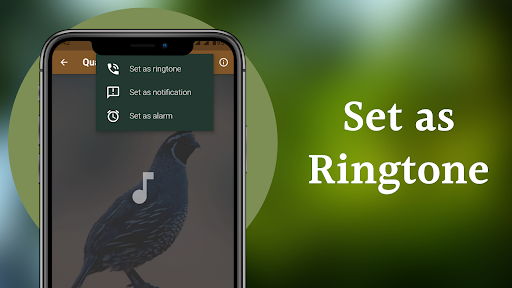 Screenshot Quail Sounds & Calls
