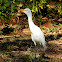 Cattle egret