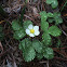 Wood Strawberry