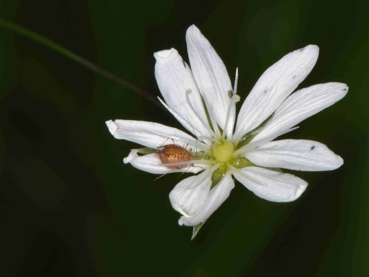 Lesser Stitchwort