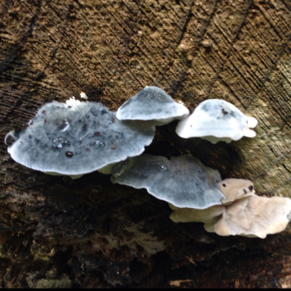 Blue cheese polypore