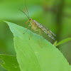 Common Scorpionfly