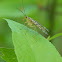 Common Scorpionfly