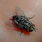 Fly parasitoid