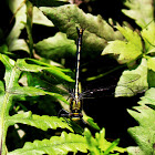 Horned Clubtail