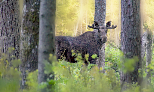 ettevaatust-eesti-teedel-juhtub-keskmiselt-ule-10-ulukionnetuse-paevas