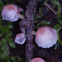 Mycena roseoflava