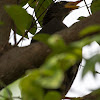 Javan Myna