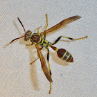 Paper Wasp