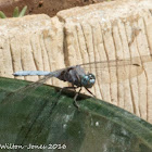 Epaulet Skimmer