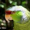 Lilac-crowned Amazon Parrot