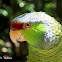 Lilac-crowned Amazon Parrot